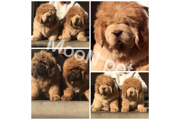 Diğer köpek ırkı Dişi ve Erkek köpek
