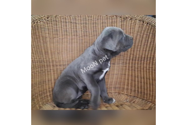 Cane corsa Eğitimli