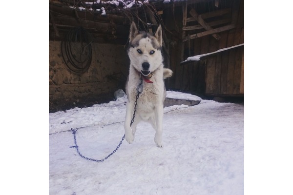 Husky köpek Domaniç