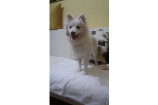 Çırpan Mah. köpek ilanı ver