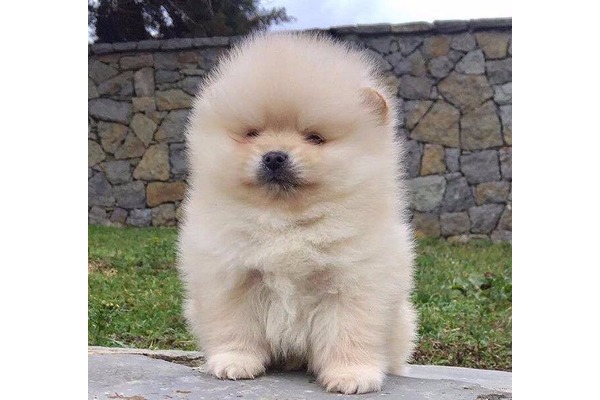 Pomeranian yaş 0-3 Aylık Kazlıçeşme Mah.