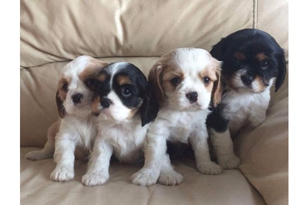 Parazit tedavisi yapılmış Cavalier king Charles