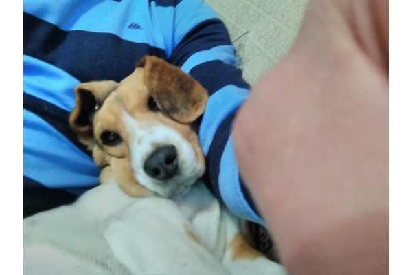 yaş 6-12 Aylık köpek Kuşcağız Mah.