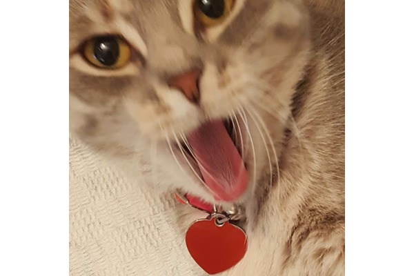 kedi ilanlari Büyükşehir Mah.