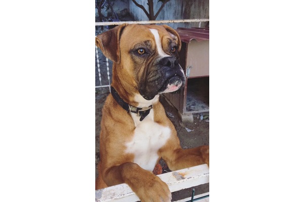 Boxer yaş 1 Kadınlar Denizi Mah.