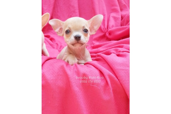 Chihuahua Sahibinden 1 TL