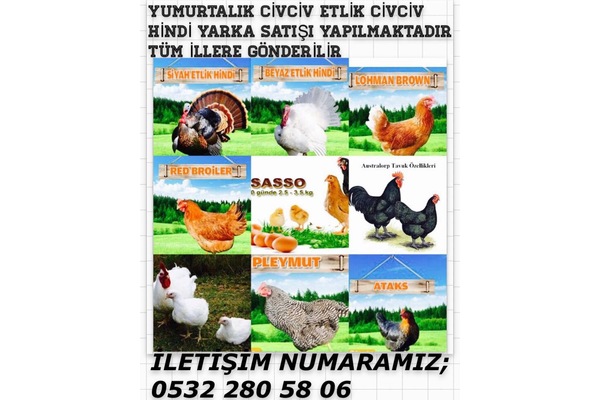 Beşyol Köyü hayvanlar ilanı