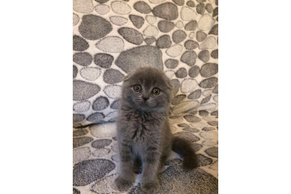 kedi ilanlari Kazlıçeşme Mah.