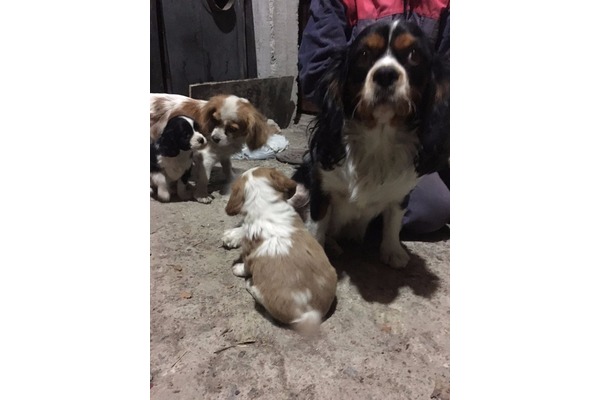 Atatürk Mah. Cavalier king Charles ilanları