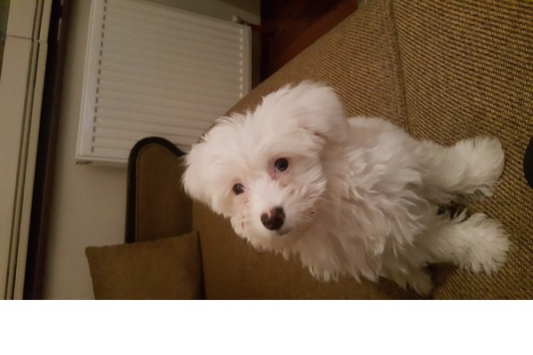 Cevizlidere Mah. Maltese terrier ilanları