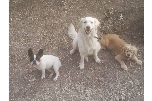Çankaya Mah. köpek ilanı ver