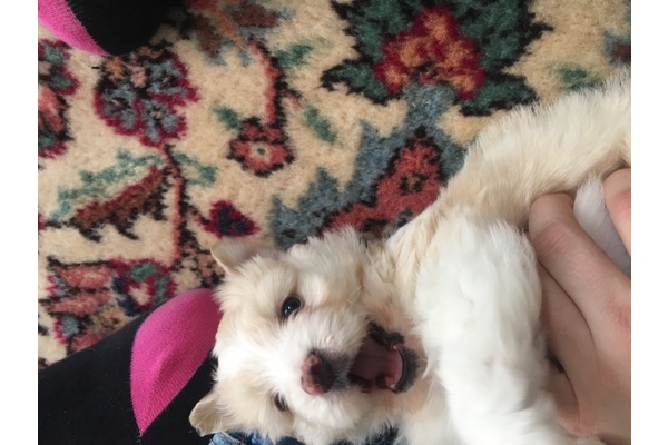 Altayçeşme Mah. köpek ilanı