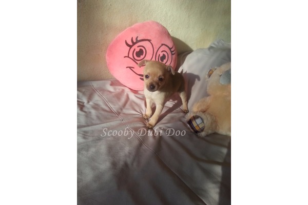 Aşılı Chihuahua