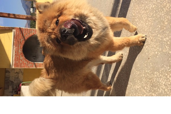Altıntas Mah. köpek ilanları