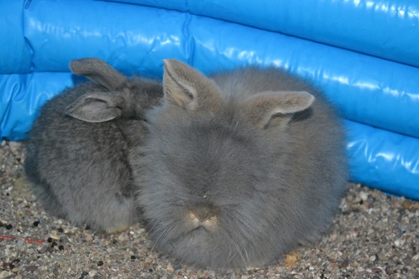 Lop Bilmiyorum