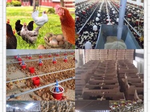 ligorin tavuk Akarca Köyü hayvanlar ilanı