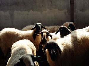 sakız koyun satılık Torbalı Mah. hayvanlar ilanı ver