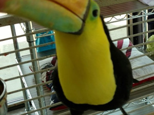 Alibey Köyü Papağan ilanı ver