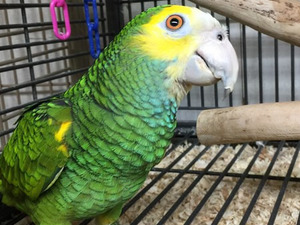  Uzunpınar Köyü Papağan fiyatları