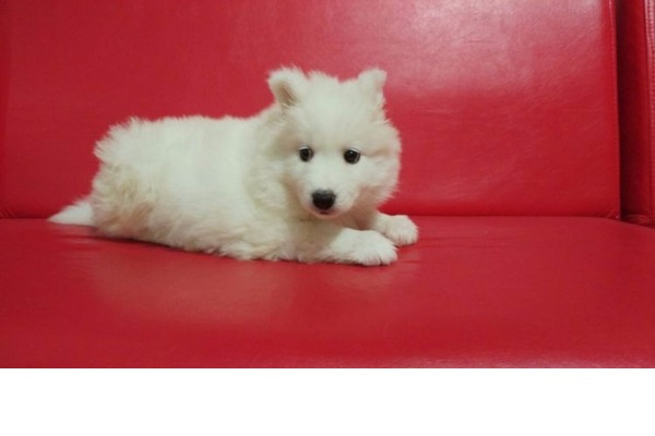 Satılık yavru köpek samoyed