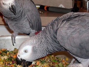  Afrika gri papağanı / jako papağanı ilanları