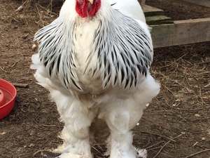 brahma tavukları Akalan Köyü hayvanlar ilanı ver