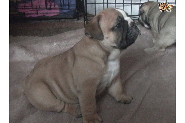 Büyükköy Bld. köpek ilanı ver