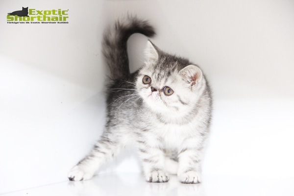 Barış Mah. kedi ilanları