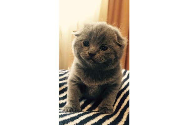 Scottish fold 1500 TL Barış Mah.