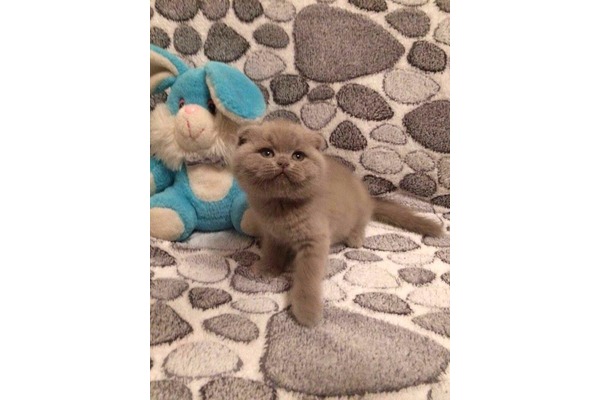 kedi ilanlari Marmara Mah.