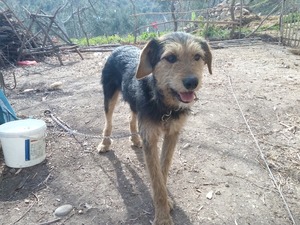 satılık barak köpeği osmaniyeden satılık barak cinsi av köpeği