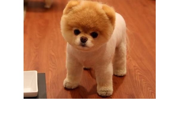 köpek Pomeranian fiyatları