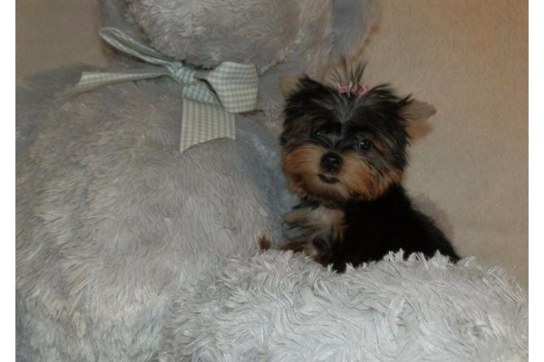 Yorkshire terrier Dişi ve Erkek Bostancı Mah.