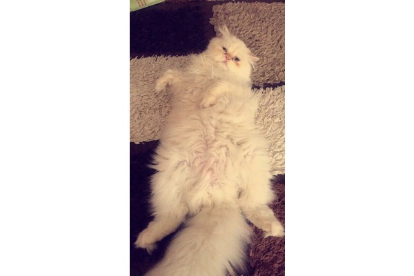 Başak Mah. kedi ilanı