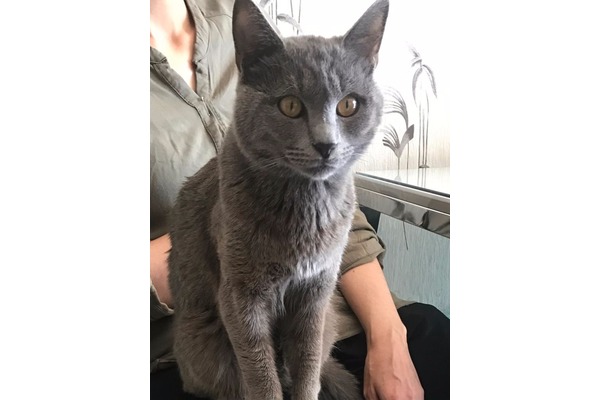 British shorthair Buhara Mah.