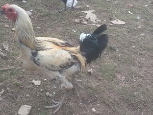  Arpadere Köyü hayvanlar ilanları