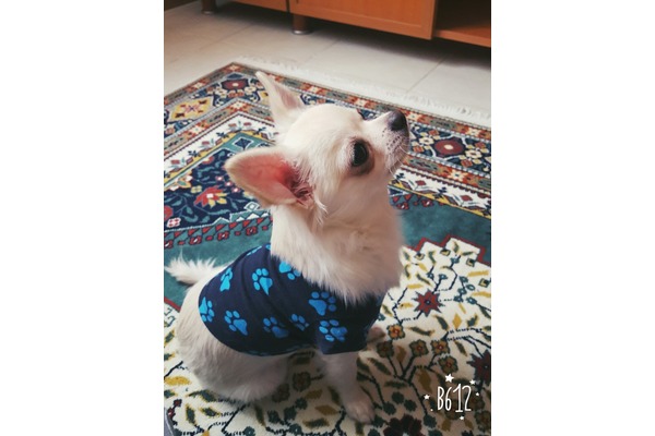 Fevzi Çakmak Mah. köpek ilanı ver