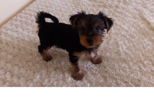 2 aylık Yorkshire Terrier yavru erkek