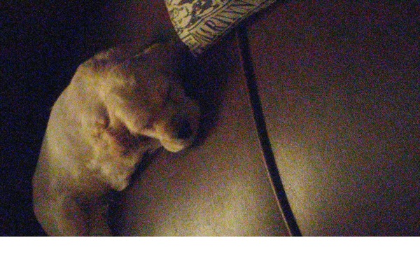 Acıbadem Mah. köpek ilanı ver