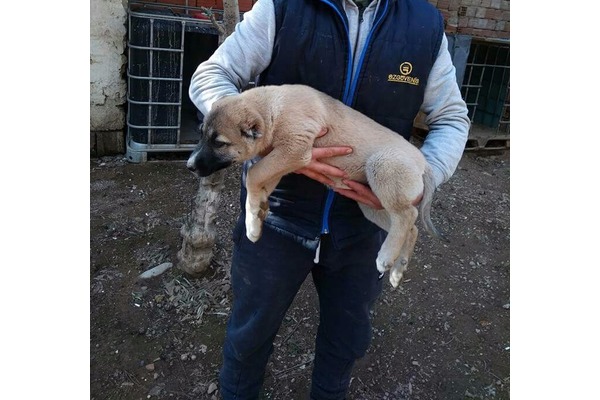 Kangal Uzundere Mah.