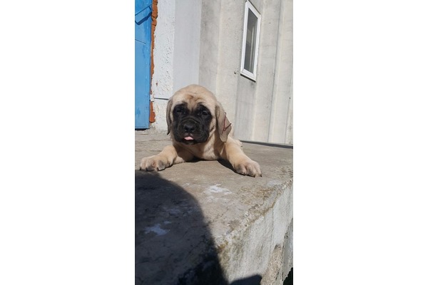 Mustafa Kemal Paşa Mah. köpek ilanı ver