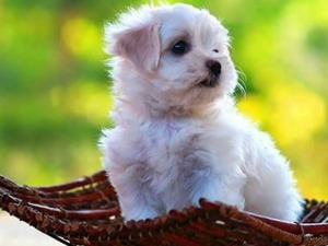 rusya ve kazakistan Konuralp Bld. köpek ilanı ver