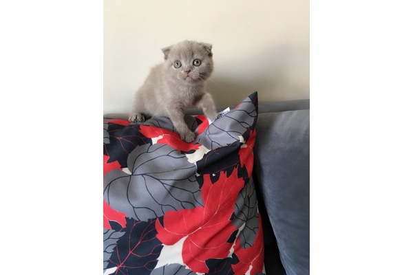 kedi Scottish fold fiyatları