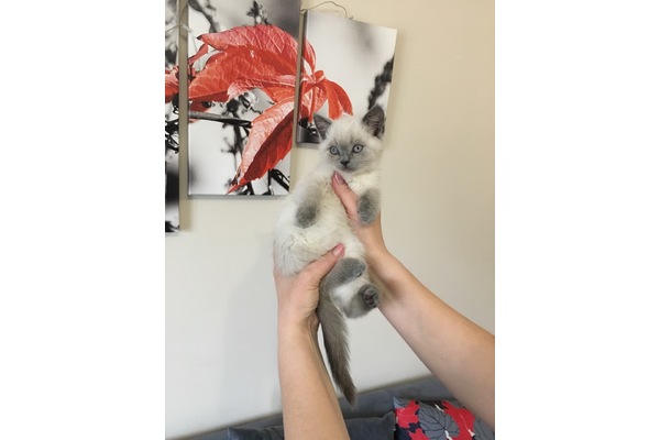 Erkek kedi Şenlikköy Mah.