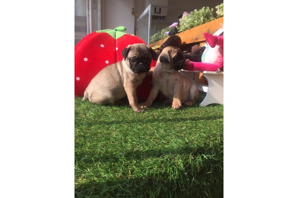 Çengelköy Mah. köpek ilanı ver