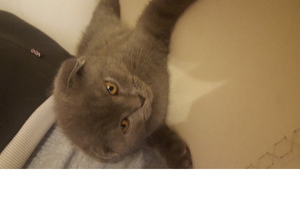 Scottish fold Sahibinden Küçükyalı Mah.