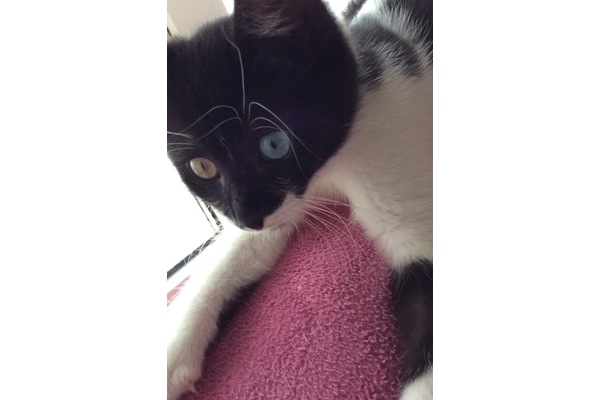 Van Dişi kedi