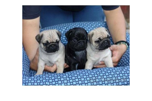 Gencellidere Köyü köpek ilanı