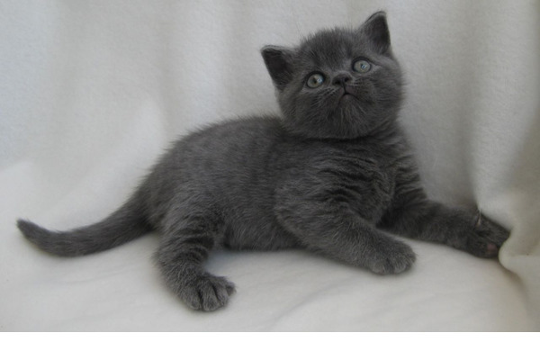 Scottish fold ilanları