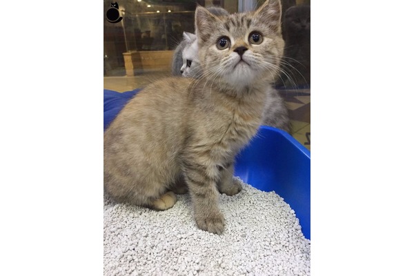 Scottish fold 800 TL Ericek Bld.